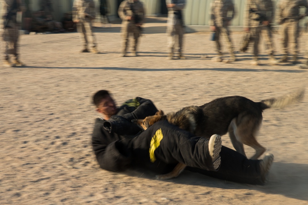 ITX 5-17 MAGTF 8 Military Working Dog Demonstration