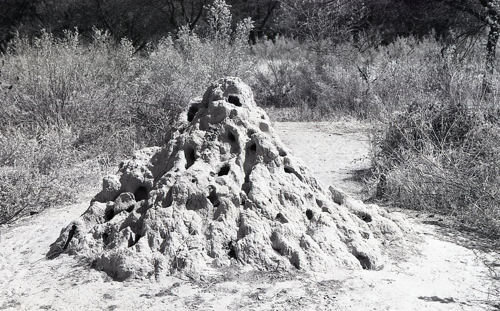 ANE, AFR &amp; LAC Region