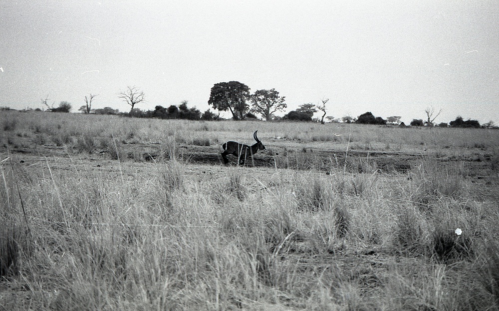 ANE, AFR &amp; LAC Region