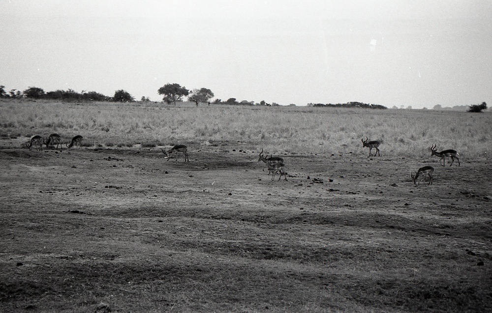 ANE, AFR &amp; LAC Region