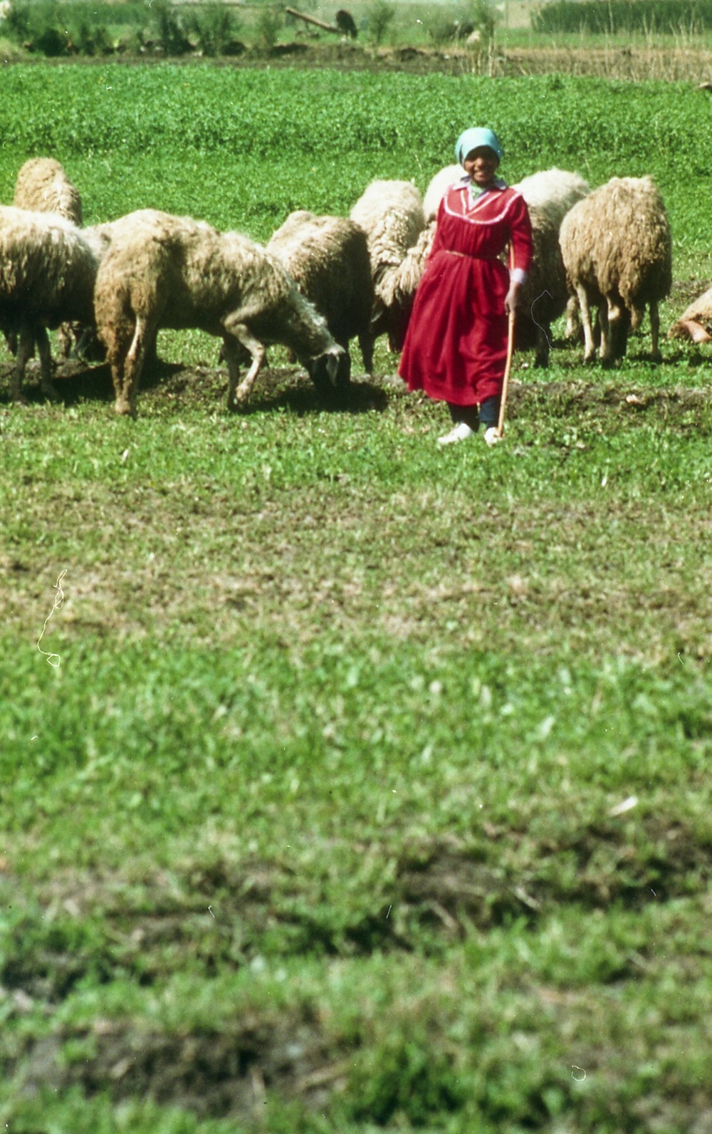 ANE, AFR &amp; LAC Region