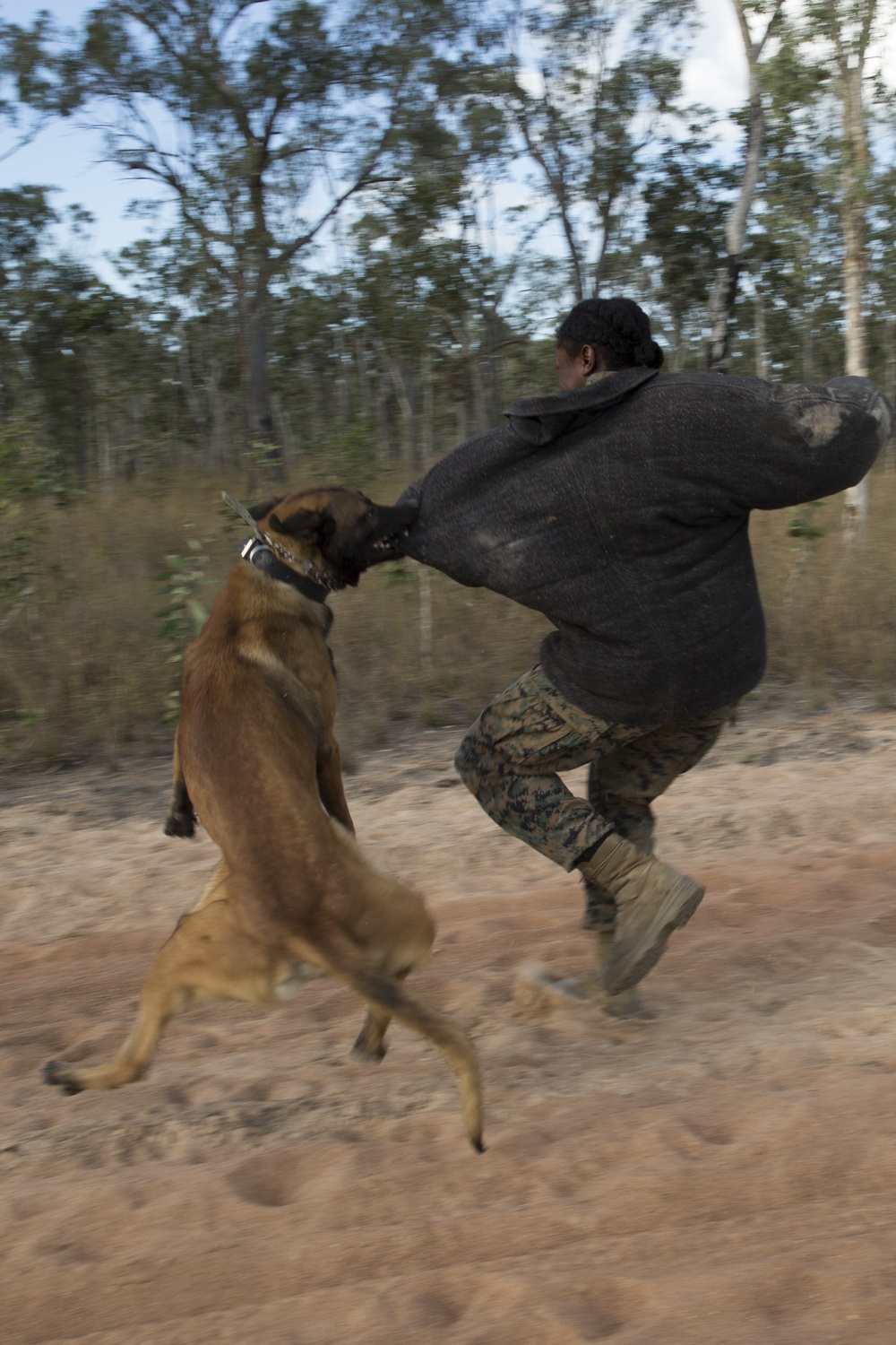 U.S. Marine and Australian Army work hand in paw
