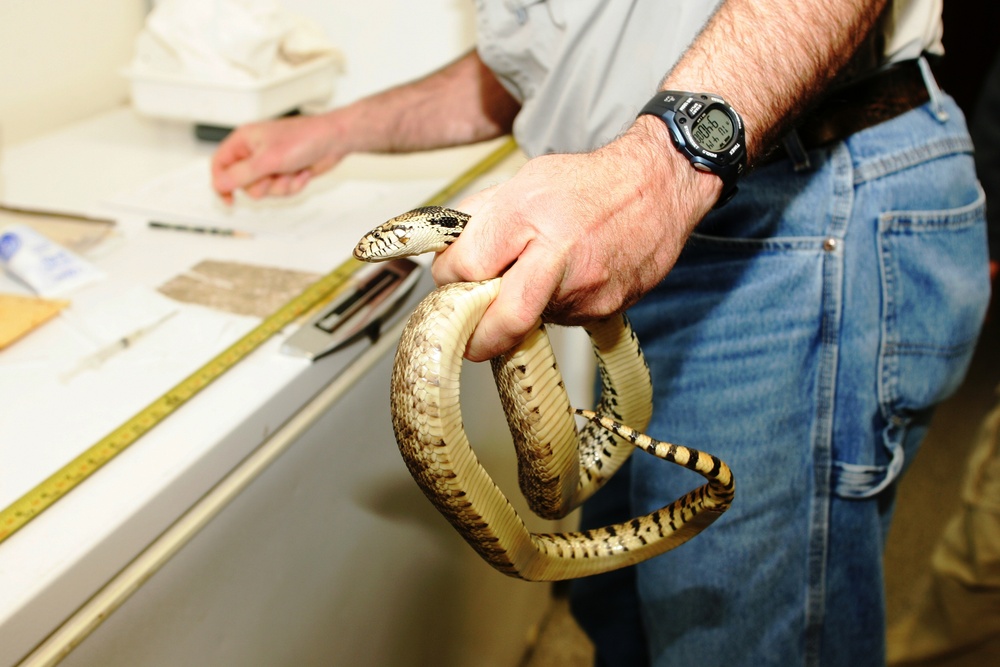 2015 Bull Snake Survey at Fort McCoy