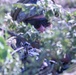 173rd Airborne Brigade and Allies Establish Security