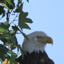 Golden and bald eagle nesting pairs call Camp Roberts home