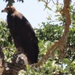 Golden and bald eagle nesting pairs call Camp Roberts home