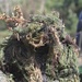 Fuerzas Comando 2017