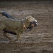 Air Force Space Night at the Rodeo