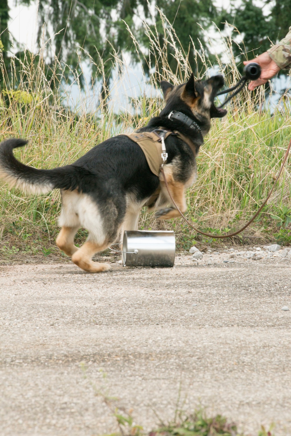 Day 1 Military Working Dog Certification