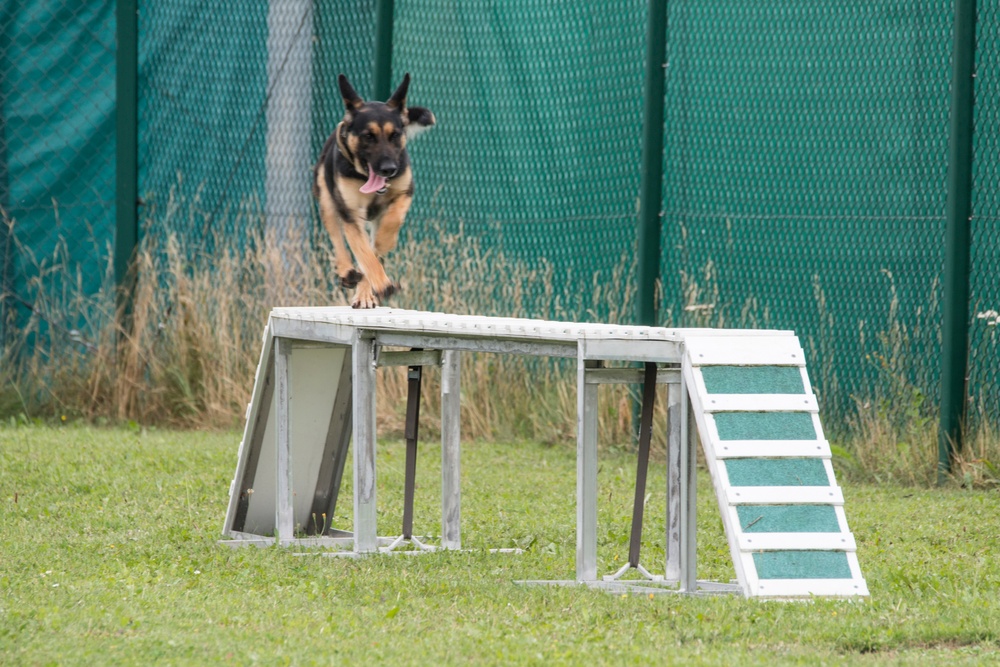 Day 1 Military Working Dog Certification