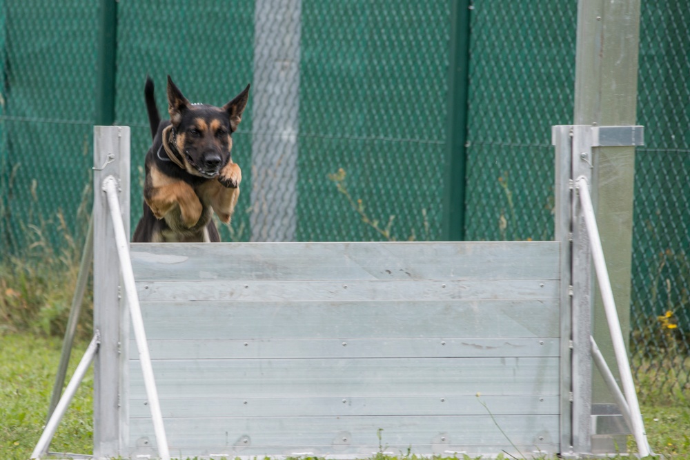 Day 1 Military Working Dog Certification