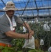 Mango Mike: Marine veteran plants roots in Okinawa