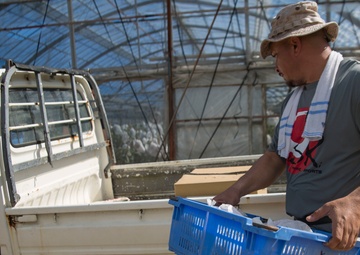 Mango Mike: Marine veteran plants roots in Okinawa