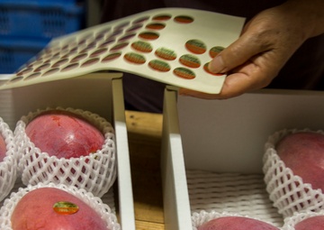 Mango Mike: Marine veteran plants roots in Okinawa