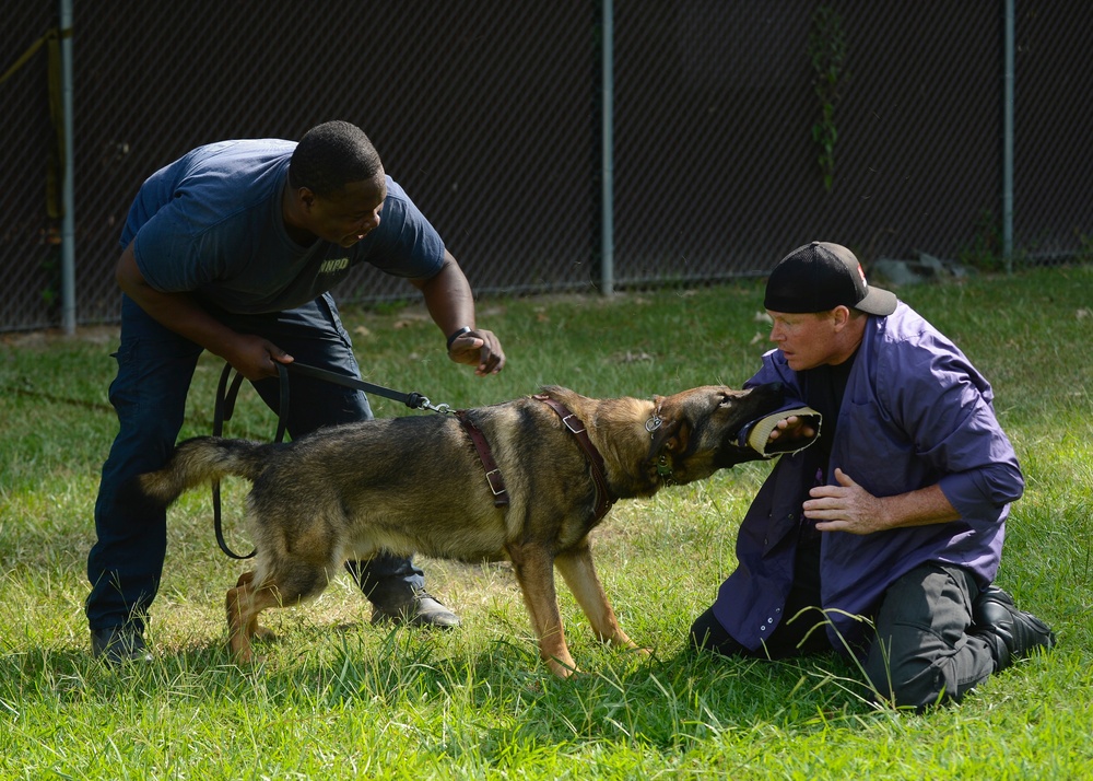 Military working dogs bite into joint training