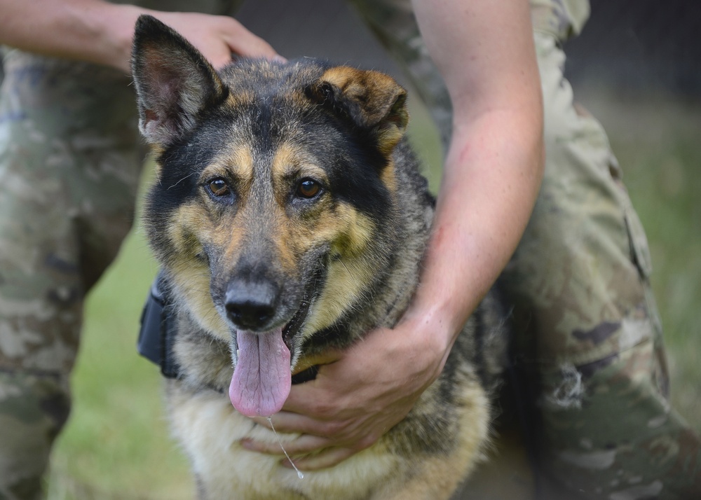 Military working dogs bite into joint training