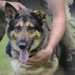 Military working dogs bite into joint training
