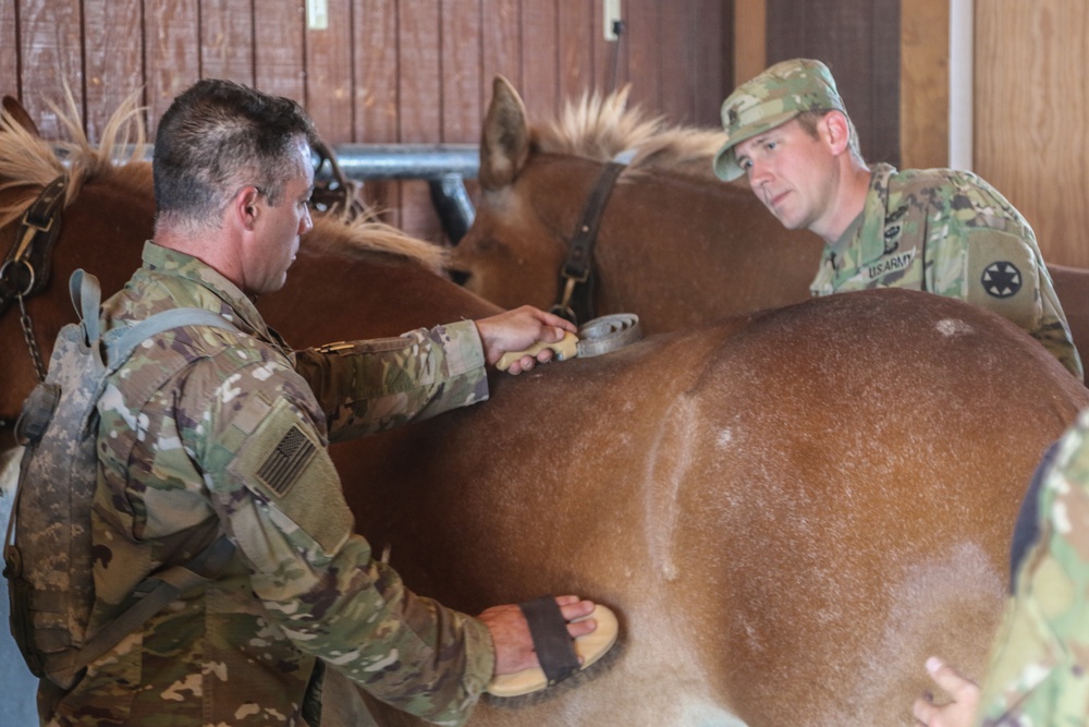 Horse Detachment Teaches Mule Packing