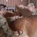 Horse Detachment Teaches Mule Packing