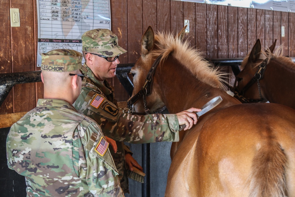 Horse Detachment Teaches Mule Packing