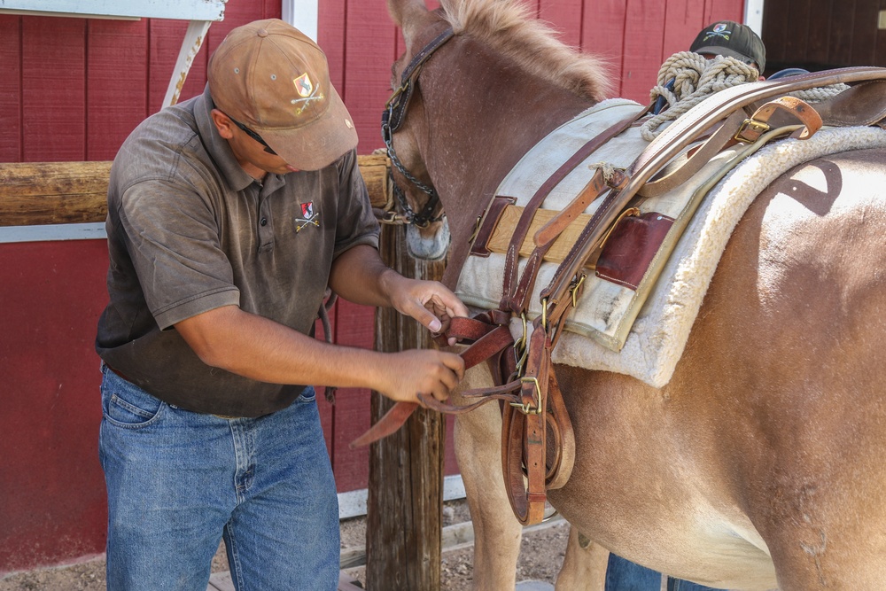 Horse Detachment Teaches Mule Packing