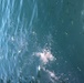 Port of Long Beach Harbour Bridge chemical spill