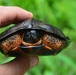 Young Wood Turtle