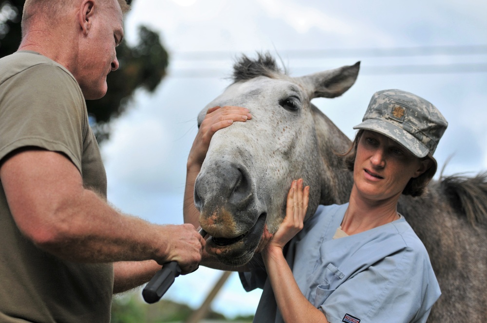Army veterinarians in Tonga with Nev. SPP image 5 of 6
