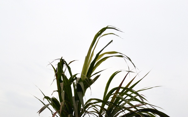 Revisiting Bloody Ridge: A WWII Guadalcanal Campaign