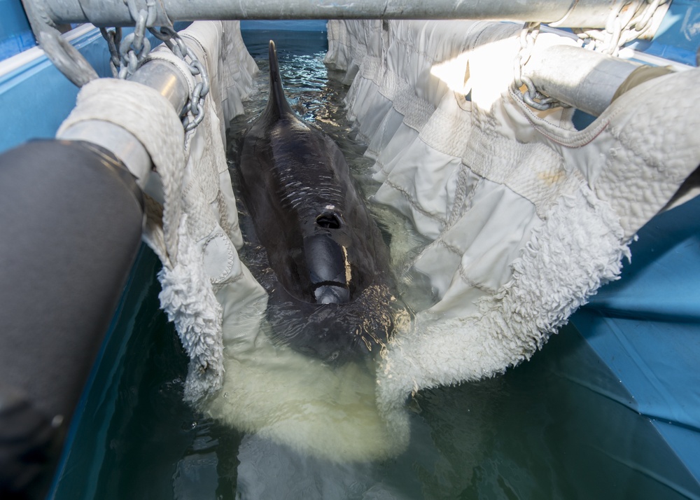 Coast Guard assists the release of a pilot whale