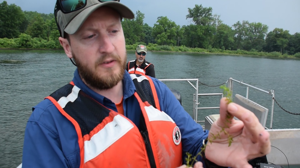 Inspecting a plant sample on Cayuga Lake