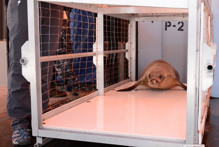 Monk seal safely transferred from Big Island to Oahu to return home