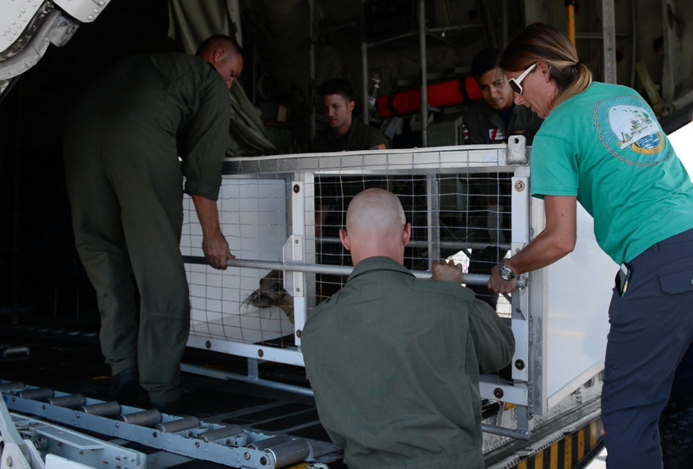 Monk seal safely transferred from Big Island to Oahu to return home