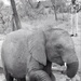 Africa People - Misc