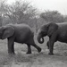 Africa People - Misc