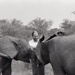 Africa People - Misc