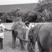 Africa People - Misc