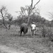 Africa People - Misc