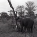 Africa People - Misc