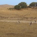 Marines Patrol as Part of Field Exercise