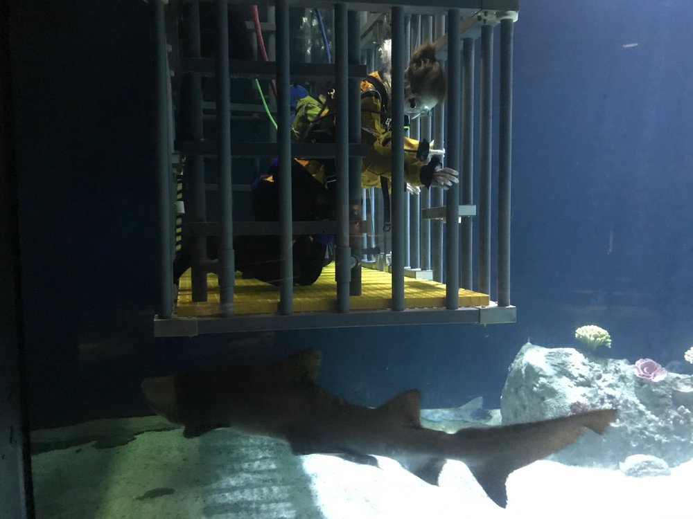 Shark Therapy: Wounded Soldiers learn coping skills in a shark tank