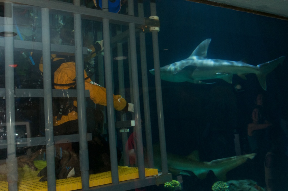 Shark Therapy: Wounded Soldiers learn coping skills in a shark tank