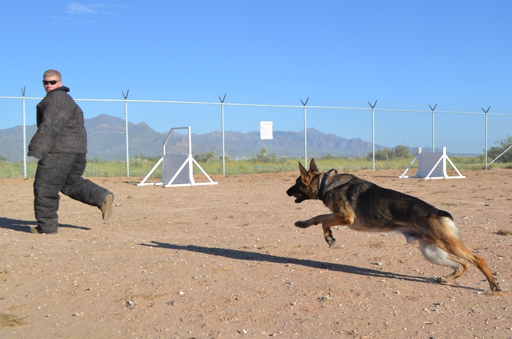Military Working Dogs