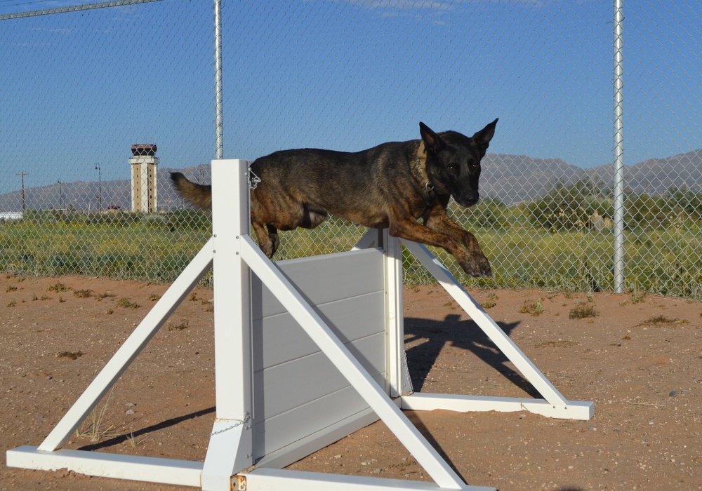 Military Working Dogs