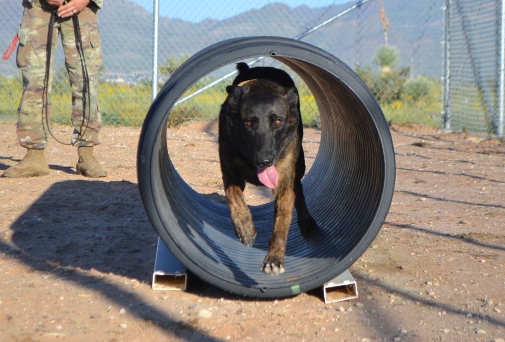 Military Working Dogs