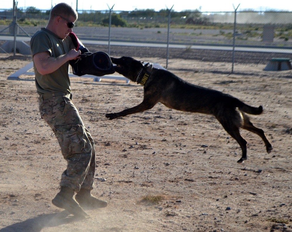 Military Working Dogs