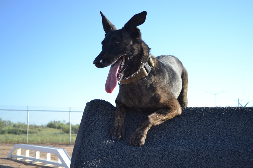 Military Working Dogs