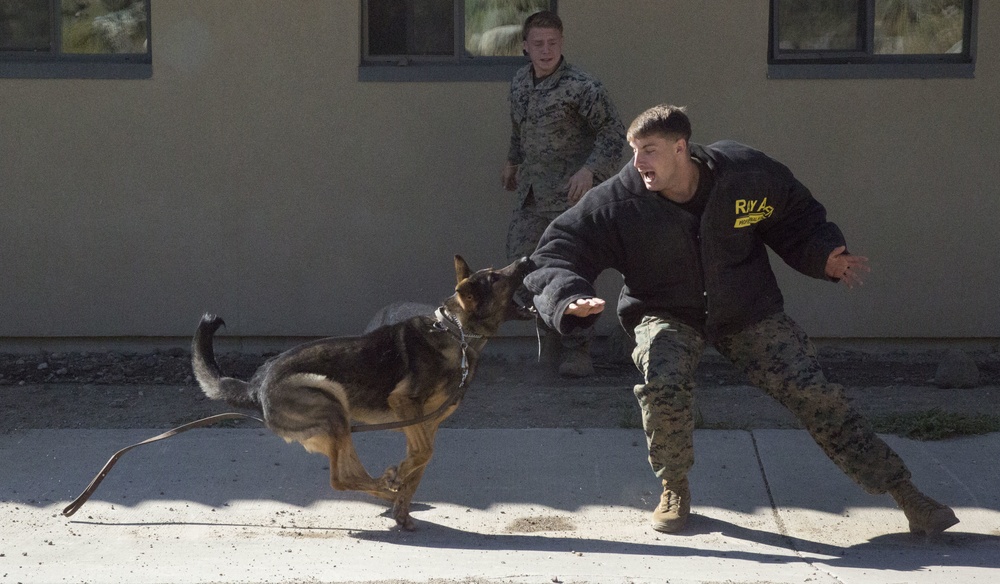 Marines elevate combat skills during Mountain Warfare Training