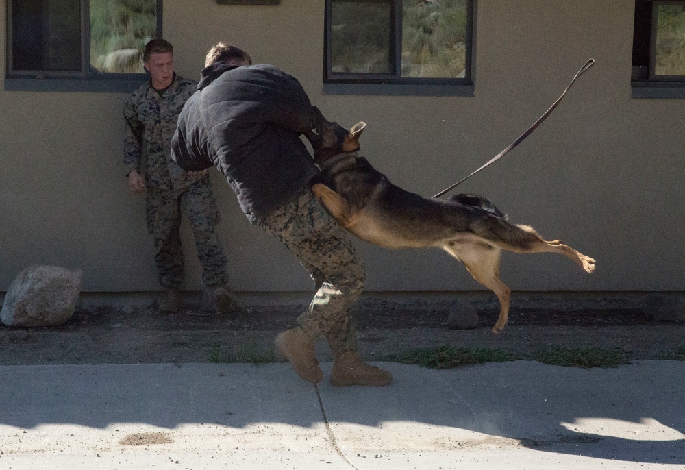 Marines elevate combat skills during Mountain Warfare Training