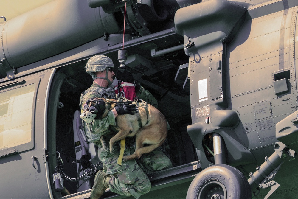 Ansbach Military Working Dog Handlers Perform Medevac Training